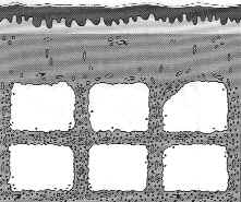 panniculitis.jpg (8602 oCg)